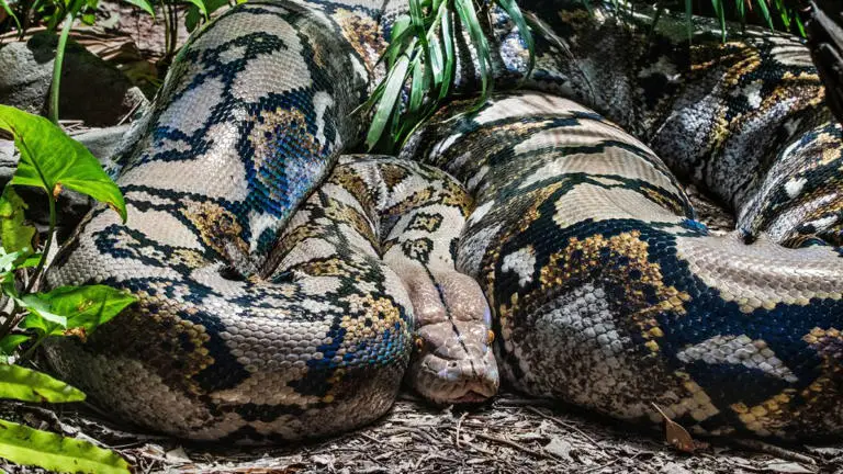 New Species of Giant Anaconda in Amazon